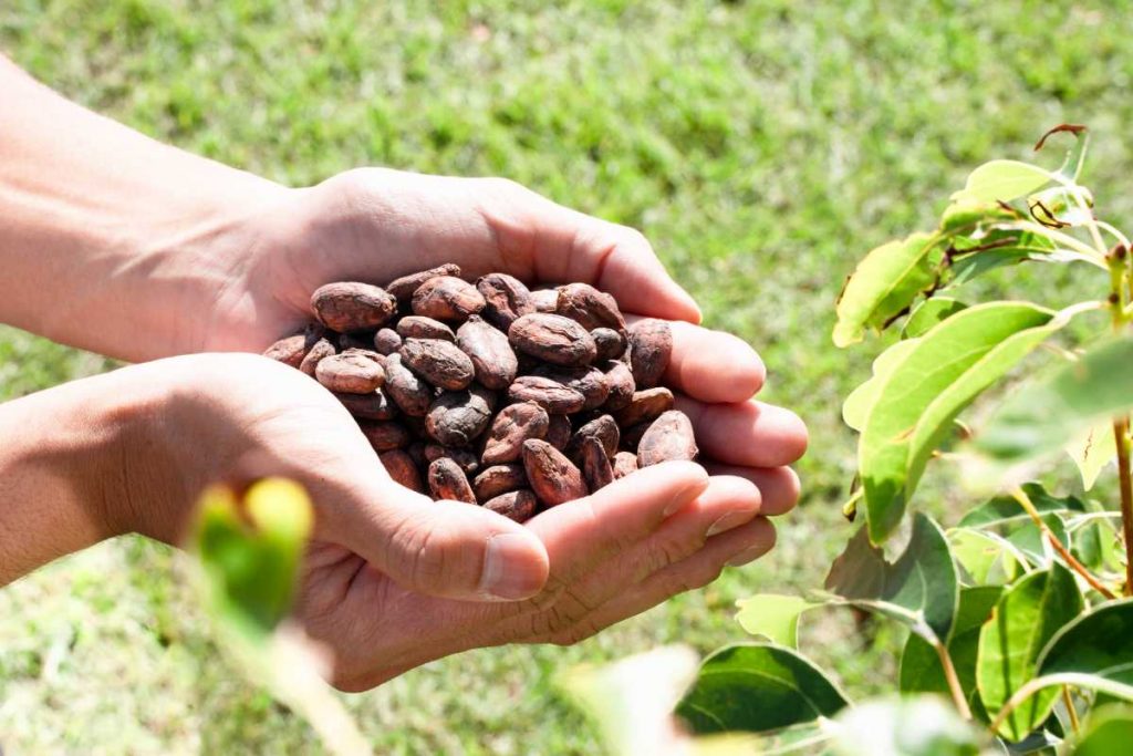 chocolate-ingredients-list